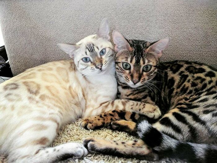 Bonded Bengal Sisters