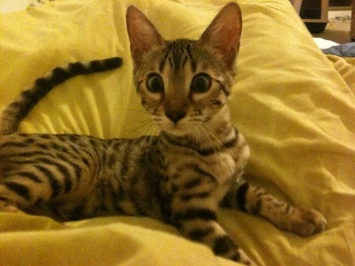 She's A Bit Dumb But Extremely Sociable