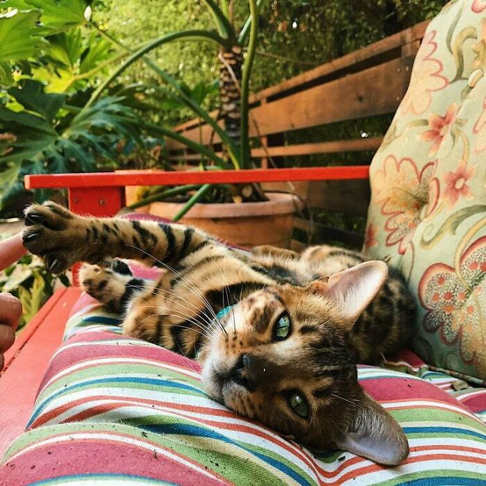The Neighbor’s Bengal Kitty Sneaks Over For Scritches