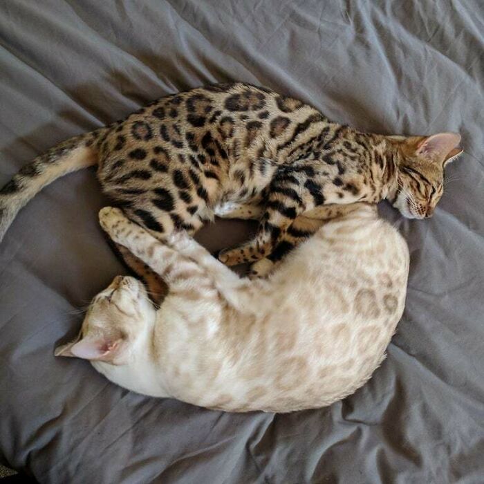 Yin Yang Bengals