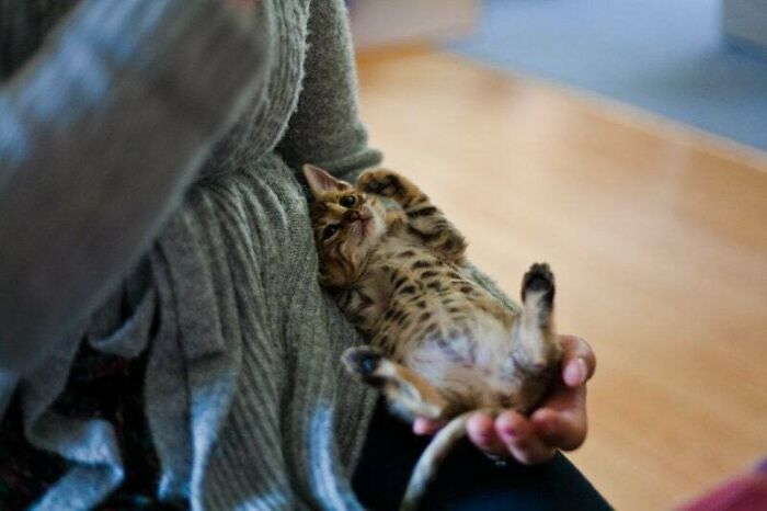 The First Time I Met My Bengal