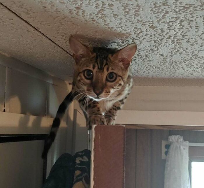 Bengal Kitten Likes To Hang Out On Door Frames