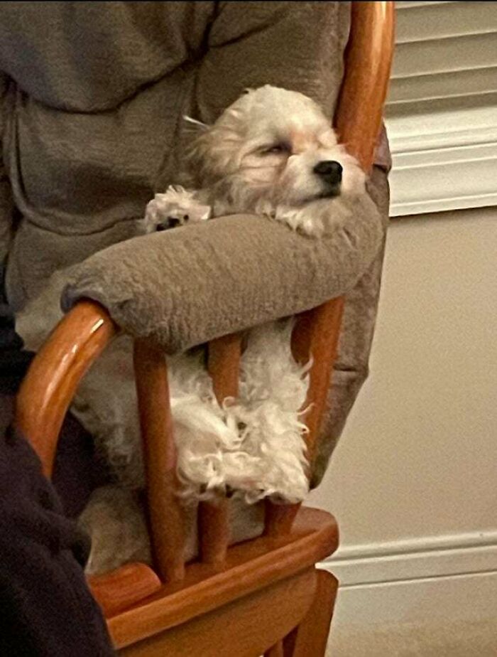 My Puppy Fell Asleep In An Odd Position
