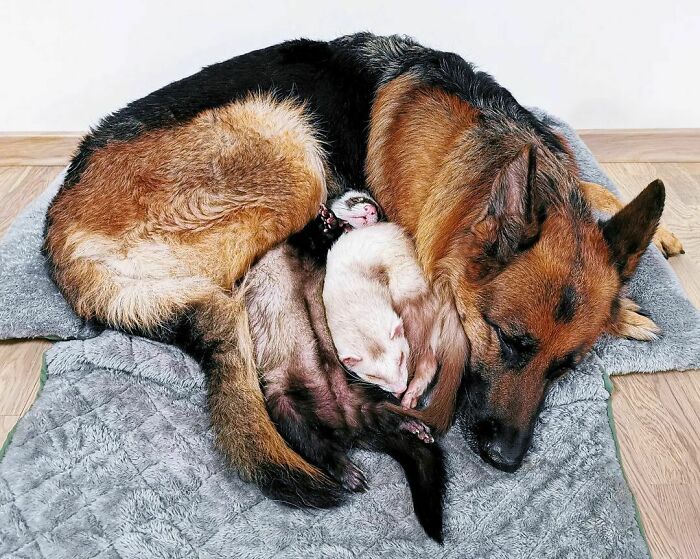 Sweet Dreams Are Made Of Ferrets