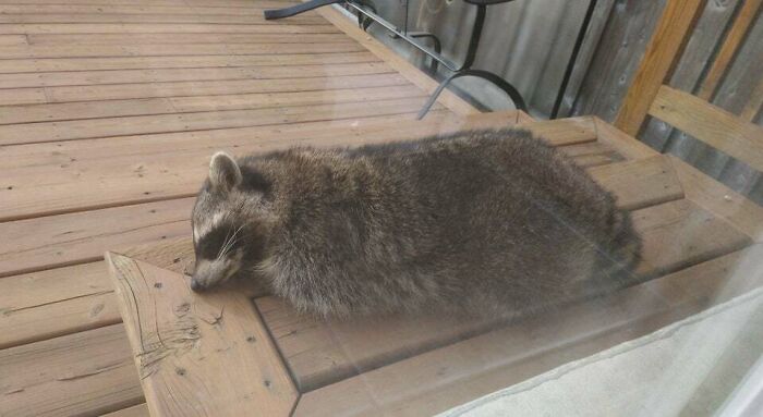 Racoon Taking A Nap In My Backyard