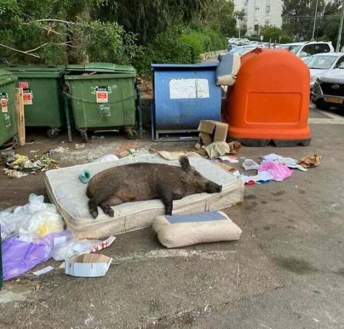 The Universal Pandemic Experience: Eating Garbage And Falling Asleep On The Nearest Comfortable Thing