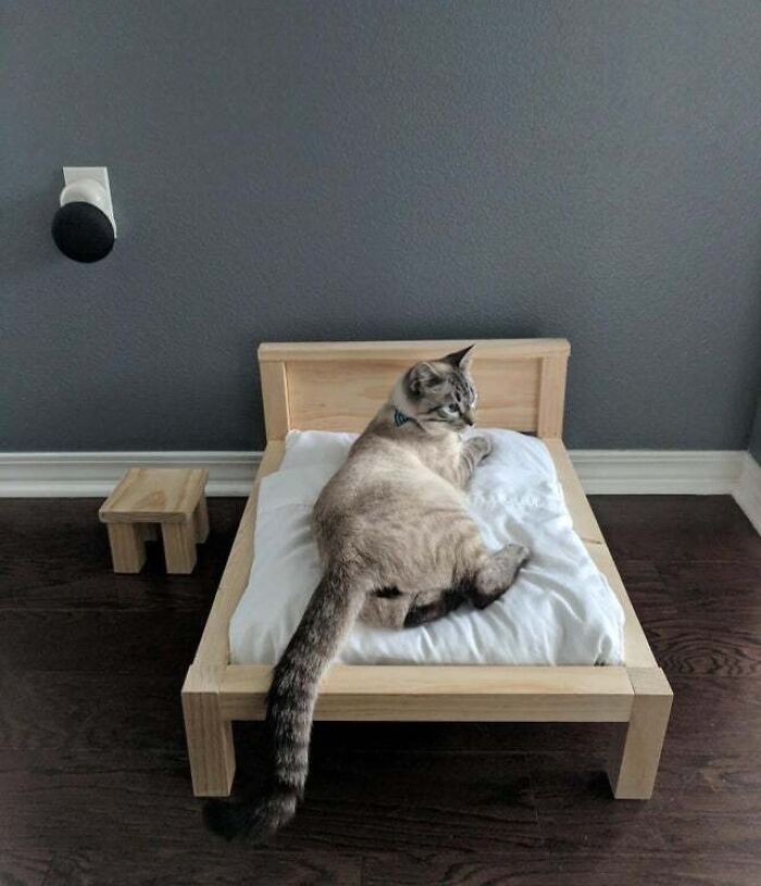 Husband Said He Was Going To Make A Bed Frame. I Thought It Was For Our New Mattress. It Was For The Cat