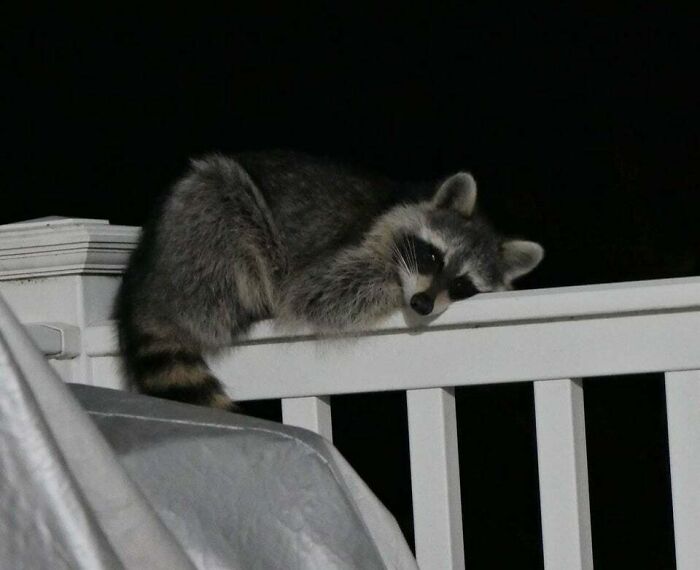 Found A Trash Panda Taking A Rest On My Deck Last Night