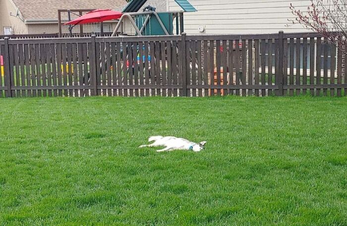 A Good Place To Nap! The Neighbor Had To Check In To See If He Was Ok