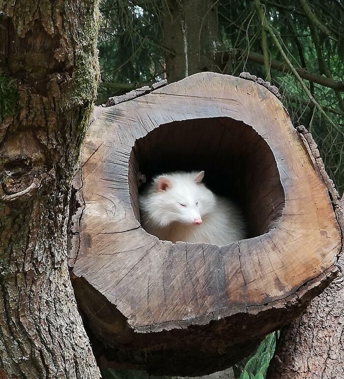 I Hope You Like This Albino Racoon As Much As I Do