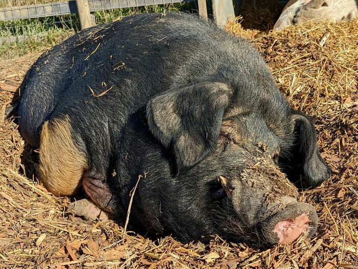 Big Papa, The Father To Kim And Annette's Piglets
