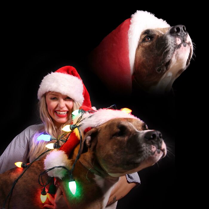 My 80lb Beast Of A Dog Layla And I Really Went To Town For Christmas 2017