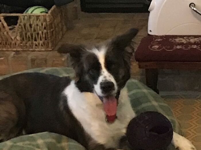 This Is My Baby, Jojo. This Was Taken Right Before The Neighborhood Stray Cat Walked By The Window-Freaking Jojo Out And Sending Her Into The Table, Knocking Over A 3000 Piece Puzzle My Mom Had Just Finished After 5 Months