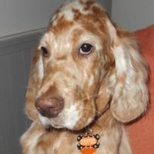 2rowdyreddogs avatar