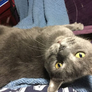 thebullymomma avatar