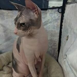 megancolleend avatar