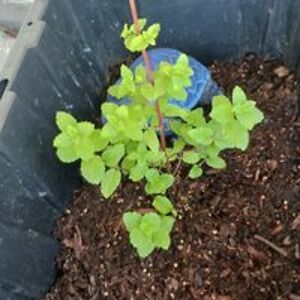 mattfueston85 avatar