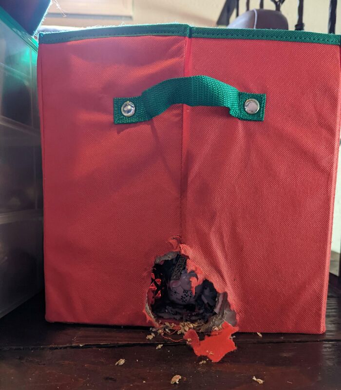 Took Out The Christmas Ornaments From The Attic. I Guess We Have Rats