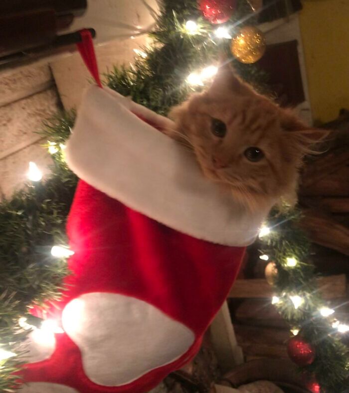 Came Home To Find This. Not Sure How Long She Was In There, But She Was Pretty Content To Stay In There