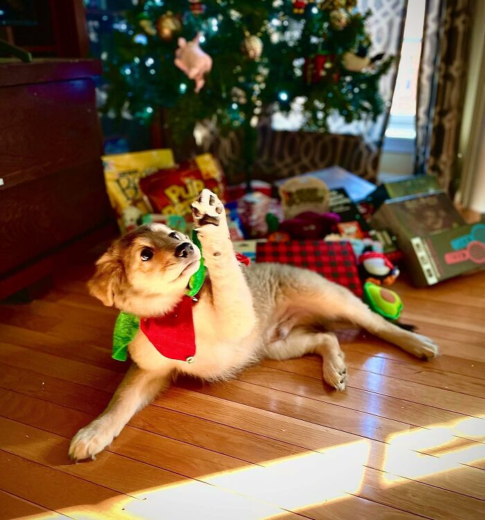 Hunter Wishes You Merry Christmas