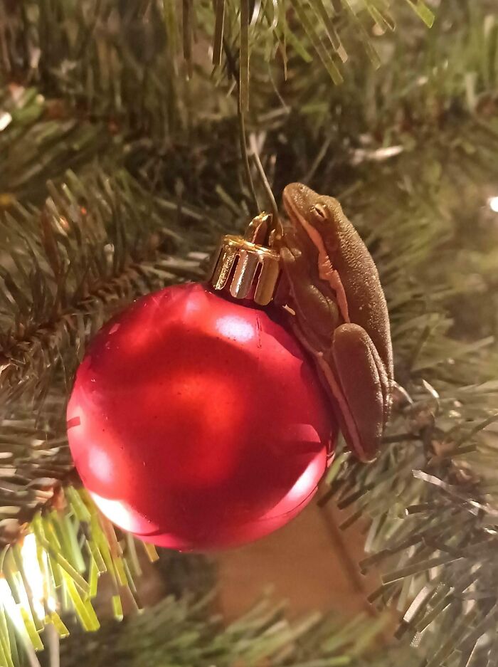 Found This Festive Little Guy On My Outside Christmas Tree
