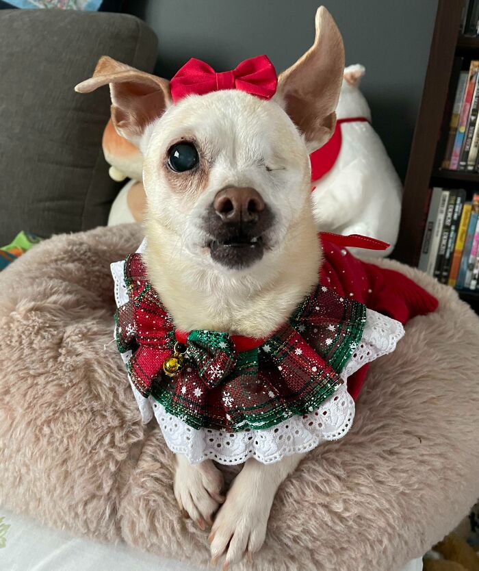Sweet Peepers’ Outfit For Our Christmas Photos