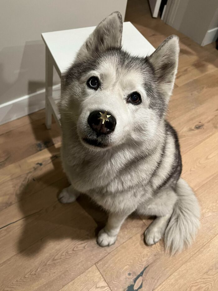 My 12-Year-Old Girl Accidentally Picked Up One Of The Stars From Our Christmas Decorations When She Was Sniffing For Crumbs
