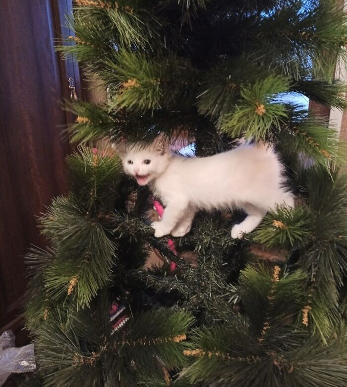 I Am The Main Symbol Of Christmas