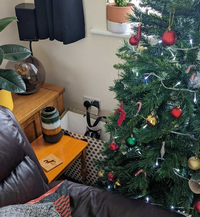 Left The Patio Door Open Briefly For Some Fresh Air. Shortly After, I Heard Some Rustling Behind The Christmas Tree... I Don't Have A Cat