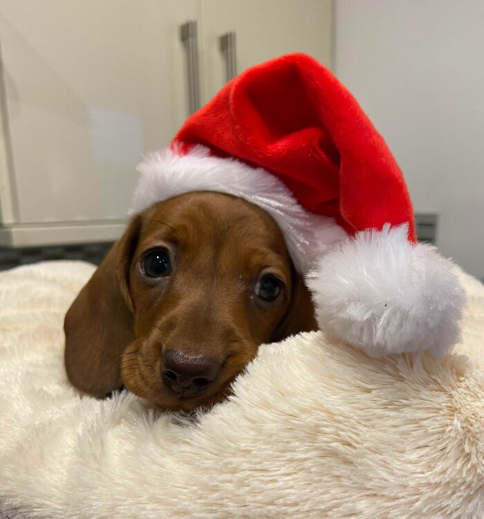 My Dog’s Best Friend Had Puppies, And We Brought One Home Today. Merry Christmas