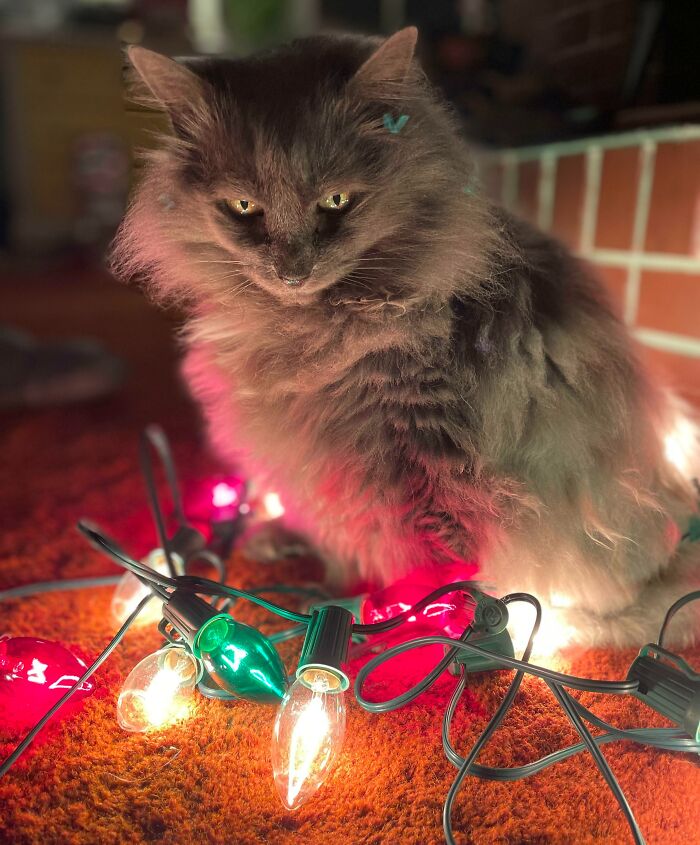 My Old Girl Wanted To Help Me Decorate For Christmas