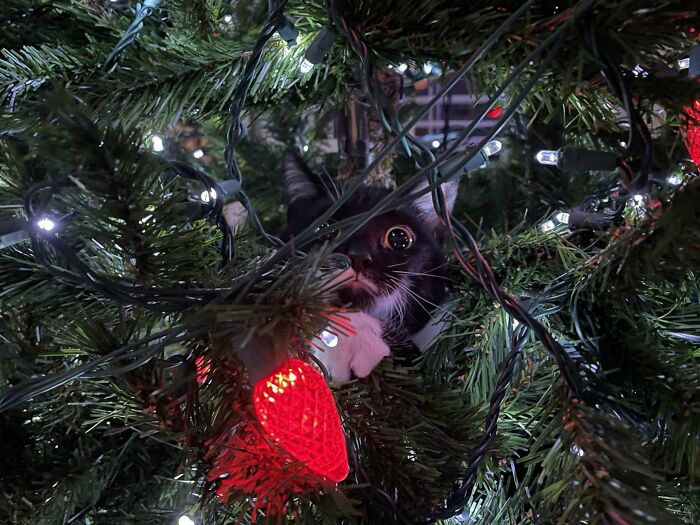 Dazzled By The Light