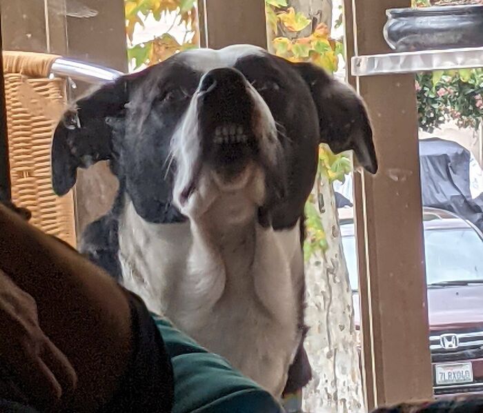 My Sister's Dog Watching Us Open Presents On Christmas Morning
