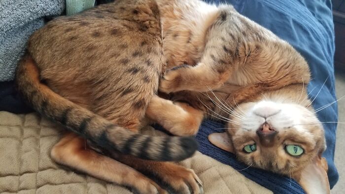 This Is Merl, He's A Bengal And He's 15 Or So But He's Still My Baby