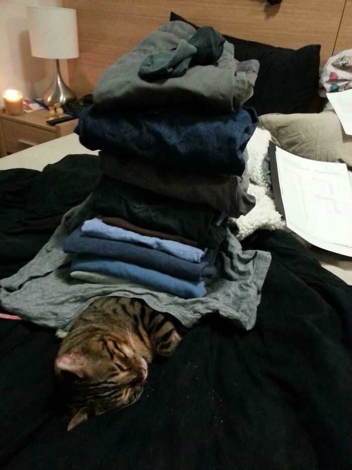 When Our Bengal Cat Sleeps, He Sleeps