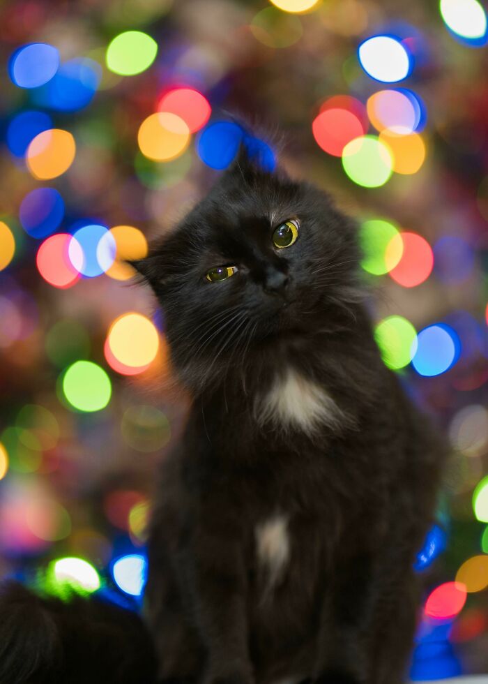 Cat Christmas Tree Portrait