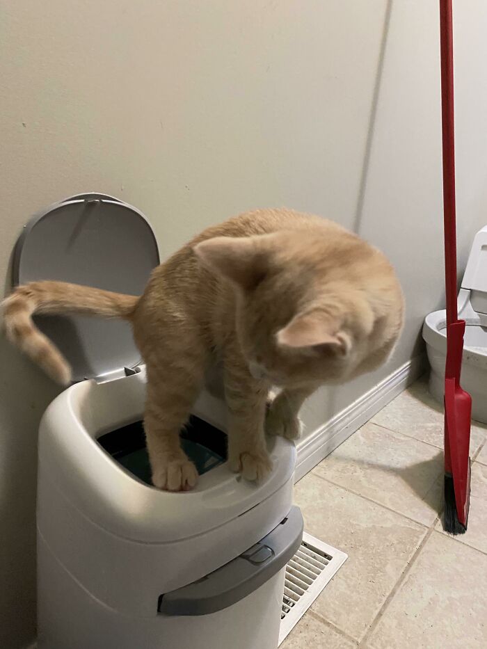 After Watching Me Clean The Litter Box And Throw The Poops Into The Litter Locker For Weeks, Jack Decided To Cut Out The Middle Man And Just Poop Directly Into The Locker