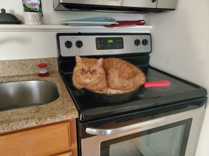 It's 7:45am And This Man Already Committing Crimes. That's Our Most Used Cooking Pan