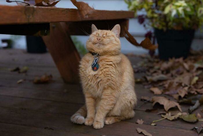 Introduced My Cat To Leaves Today