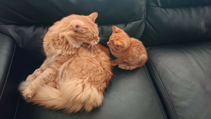 Mad Because He Now Has To Share His Single Brain Cell