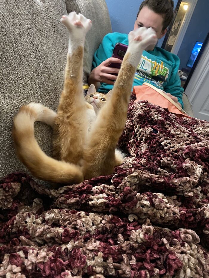 I Had No Idea This Subreddit Existed Until Today. Our Cat Was Made For This. His Time Is Now