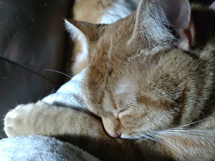 Ivy Hardly Ever Meows, But She Woke Me Up Yelling Her Head Off Today. Turns Out My Co Detector Was Going Off Due To Dying Batteries. Three Cheers For Her Even If It Wasn't An Emergency!