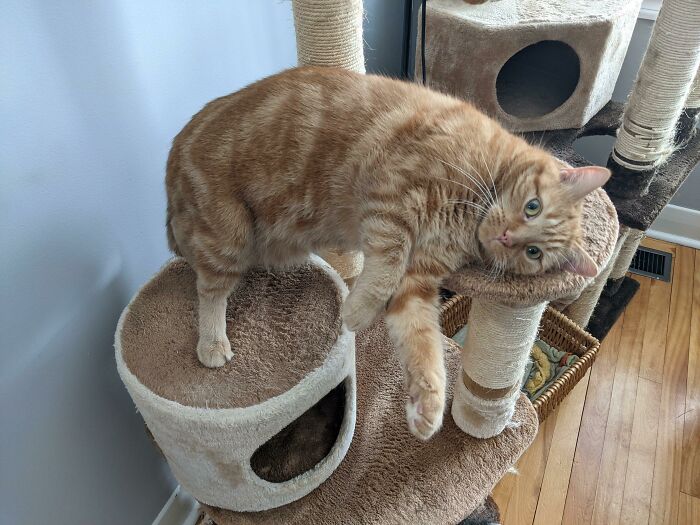 Spent $100 On A Fake Plant Because He Ate The Real One. Turns Out Murray Enjoys The Taste Of Plastic Too