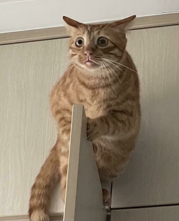My Boy Got Stuck On Top Of The Wardrobe Door Today