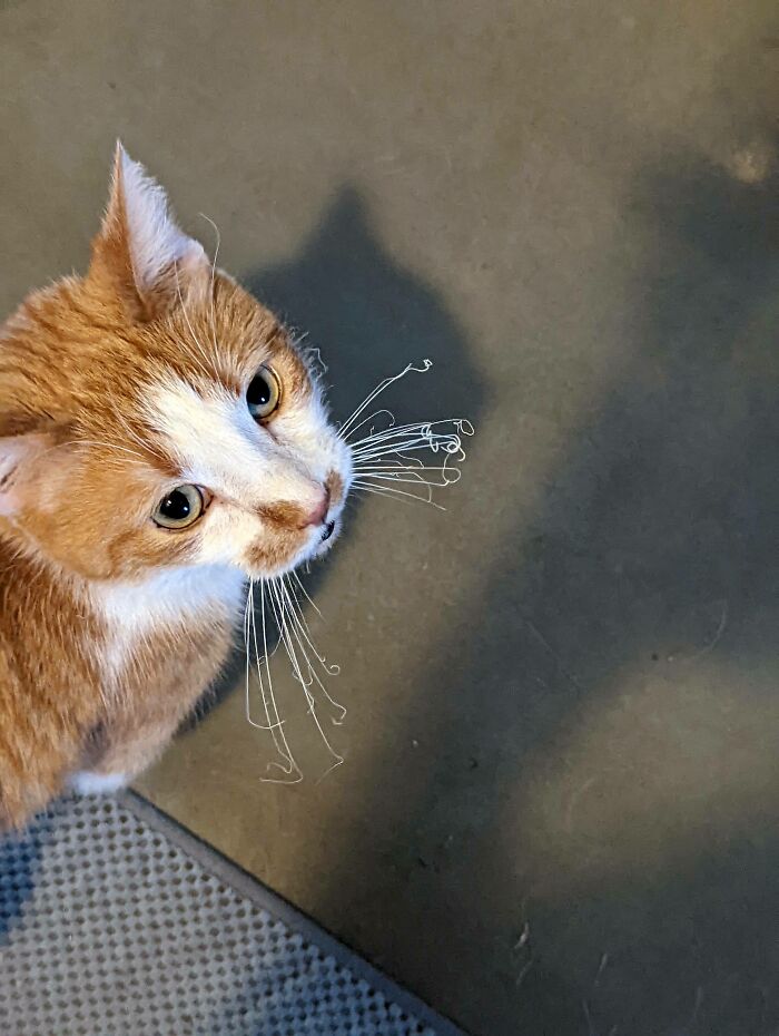 This Is The 4th Time He's Burned His Whiskers Because He Saw Butter In The Frying Pan On The Live Stove