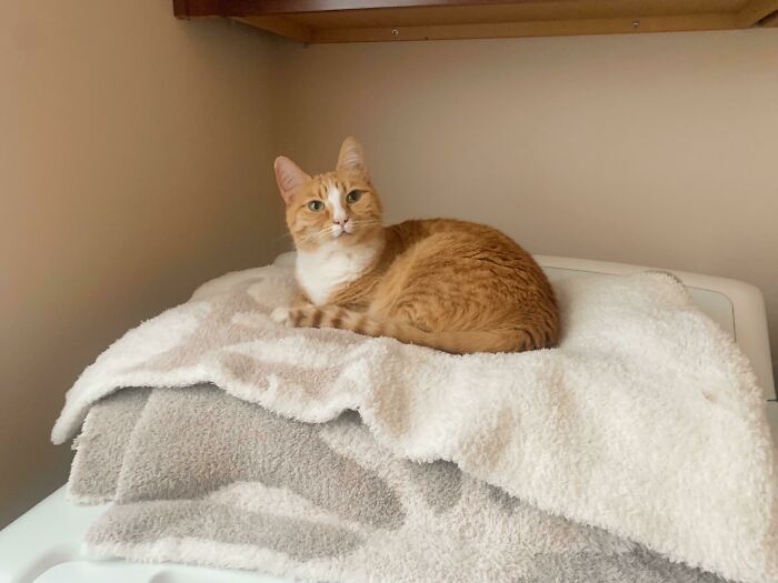 We Lost Track Of Our Small Ginger Girl Nymeria This Morning, So We Spent About An Hour Frantically Calling Her Name, Shaking Treats, And Running Around The House Looking For Her. Just Found Her In The Off-Limits Laundry Room, Cozy And Unrepentant For The Ruckus She Caused