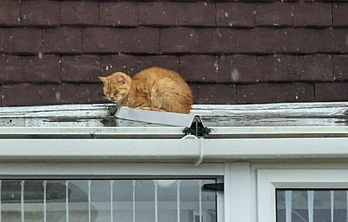 The Cat Flap Is Open. He's Been Fed. His Smart Tuxedo Brother Is Snoring On My Duvet. Fred? He's Gonna Huddle In The Rain On Next Door's Conservatory Roof Like Some Poor Abused Wain. Thicker Than A Whale Omelette