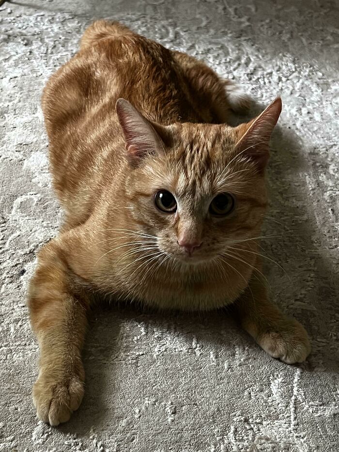 Went To The Store To Get Fish For Our Pond. Accidentally Came Home With This