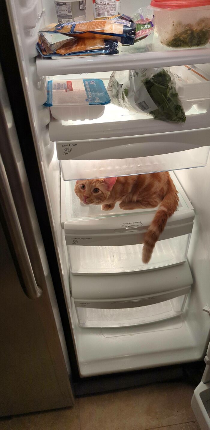 New Flavor Of Cheese Just Dropped