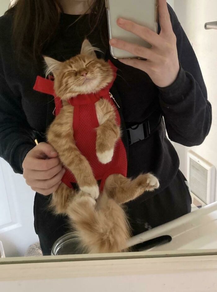 Miss Stella Bean. Smelly Stelly Has Megaesophagus, An Illness That Prevents Food Going Directly From Her Throat To Stomach Without Gravity’s Help! Here’s One Solution…baby Björn